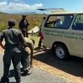 Scene shock dal Sudafrica: ciclista professionista strattonato dai rangers