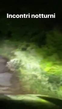 Strani incontri notturni per Valentino Rossi, un'istrice taglia la strada al Dottore