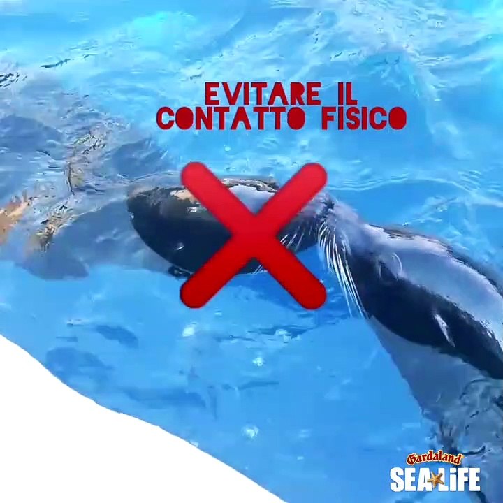 I Leoni Marini di Gardaland spiegano le regole da rispettare durante l'emergenza coronavirus