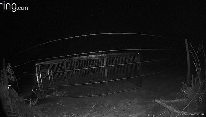 Pet dog Fuego finally found after 19 days on-the-run in Northampton