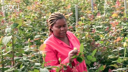 Pests Threatens Kenya’s EU Horticulture Sales