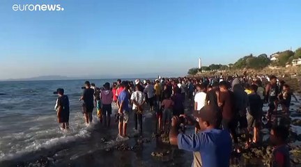Giant dead whale washes up on Indonesian coast