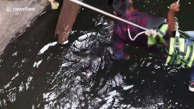 Rescuer dangles midair to save civet cat drowning in 70-feet deep well