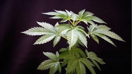 CBD Found To Be A Safe Treatment For Cannabis Use Disorder