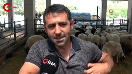 4 boynuzlu koç görenleri şaşkına çeviriyor