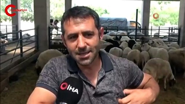 4 boynuzlu koç görenleri şaşkına çeviriyor