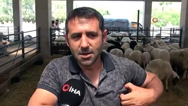 Bursa'da 4 boynuzlu koç görenleri şaşırttı: Her 2 senede bir böyle hayvan doğuyor