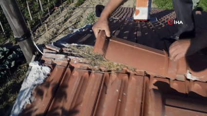 Yaban arılarının evin çatı arasına yaptıkları dev yuva şaşırttı