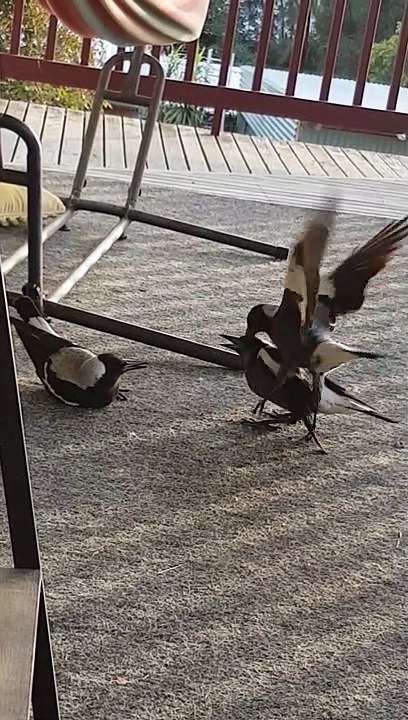 Magpie Asserts its Authority