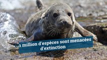 1 million d'espèces sont menacées d'extinction