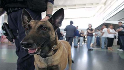 Chó "ngửi" được virus SARS-CoV-2? | VTC