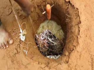 Porcupine Trap Using Deep Hole  | Animal Trap