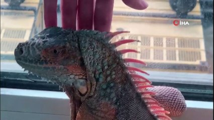 Üsküdar'da bulunan iguana belediyenin neşe kaynağı oldu