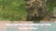 ولادة نمر سومطري نادر جدا في حديقة حيوانات بولندية - سومطرة