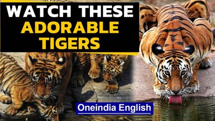 Download Video: International Tiger Day: Watch these adorable Tigers | Oneindia News