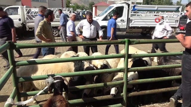 Muş’ta hayvan pazarında kurban hareketliliği