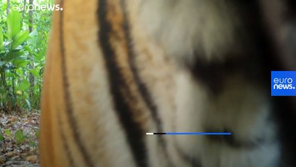 تصاویر نادر از  یک گونه ببر ناشناس در جنگل‌های تایلند