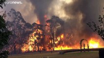 Unos 3.000 millones de animales fueron víctimas de los incendios del pasado año en Australia