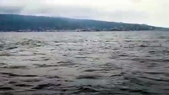 Reggio Calabria: avvistati due capodogli a Saline Joniche