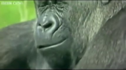 PUNJABI TOTAY- Punjabi Totay - Funny Animals - YouTube