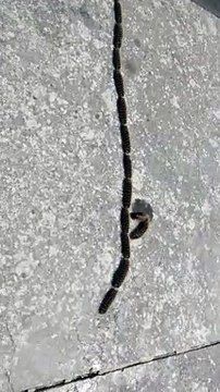 Le immagini della processionaria sul Lungomare di Reggio Calabria