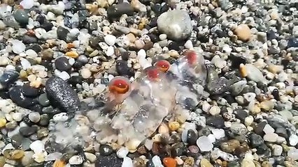La "Salpa maxima" invade le spiagge di Marina di Gioiosa Jonica