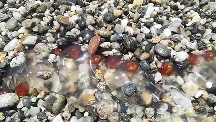 Le immagini della â€œSalpa maximaâ€ sulla spiaggia di Marina di Gioiosa Jonica