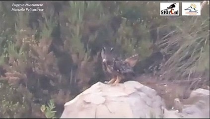 Parco dell'Aspromonte: ripreso bellissimo esemplare di Gufo Reale