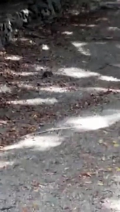 Reggio Calabria: le immagini dei topi che "popolano" la Villa Comunale
