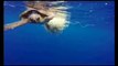 Le immagini del salvataggio di una tartaruga a largo dello Stretto di Messina
