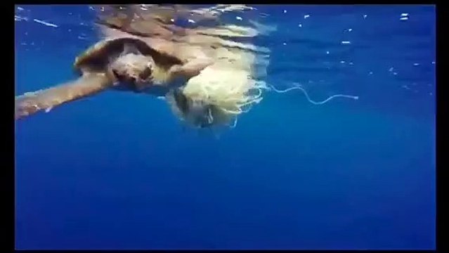 Le immagini del salvataggio di una tartaruga a largo dello Stretto di Messina