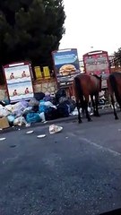 Reggio Calabria: cavalli mangiano dalla spazzatura ad Archi