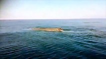 Spettacolo incredibile al largo di Praia a Mare: incontro ravvicinato con una balena di oltre 10 metri!