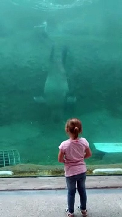 Walrus Gives Girl a Kiss
