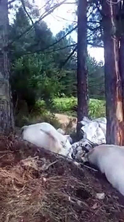 Strage di mucche in Sila, un fulmine colpisce un albero e uccide 7 esemplari