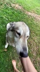 Apologetic Dog Made its Own Door