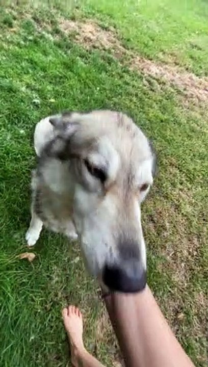 Apologetic Dog Made its Own Door