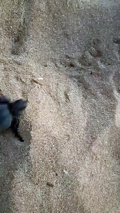 Saline di Trapani: nate 10 tartarughe Caretta caretta