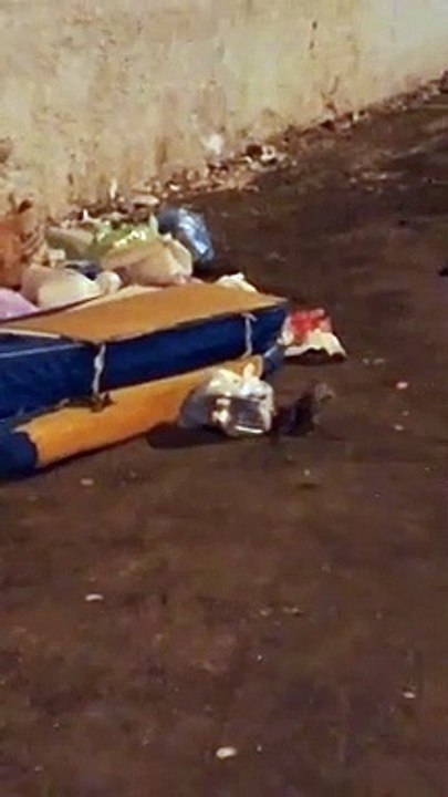 Reggio Calabria: le immagini dei topi a Ciccarello