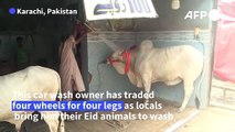 At the cow wash: Pakistanis scrub Eid animals at car cleaners