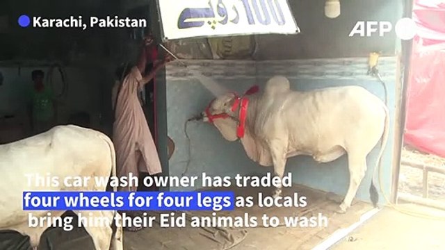 At the cow wash: Pakistanis scrub Eid animals at car cleaners