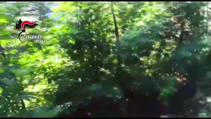 Nardodipace: le immagini della piantagione di cannabis rinvenuta tra la fitta vegetazione