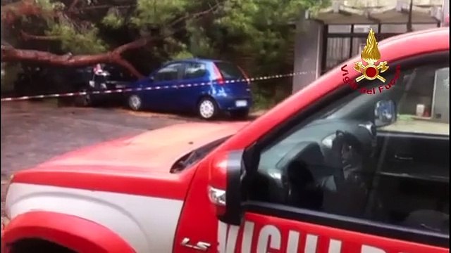 Messina, albero caduto in viale Regina Margherita: l'intervento dei vigili del fuoco