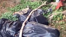 Emergenza rifiuti a Reggio Calabria: sacchi di immondizia in Via Marina