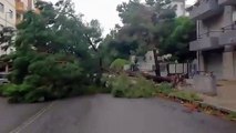 Reggio Calabria: albero crolla in via Palermo a causa del maltempo