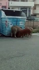 Messina, branco di cinghiali all'Annunziata: le immagini