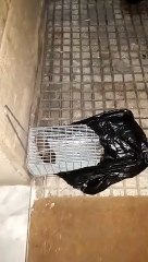 Messina: la V Circoscrizione invasa dai ratti