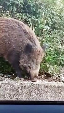 Messina, ancora in cinghiali in cittÃ : le immagini