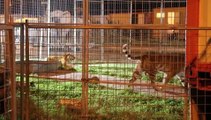 Vigilia di Natale shock a Reggio Calabria: georgiano si getta nudo nella gabbia delle tigri