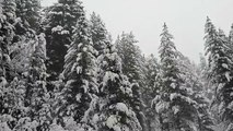 31 Dicembre 2018: lo spettacolo della neve in Sila nell'ultimo giorno dell'anno
